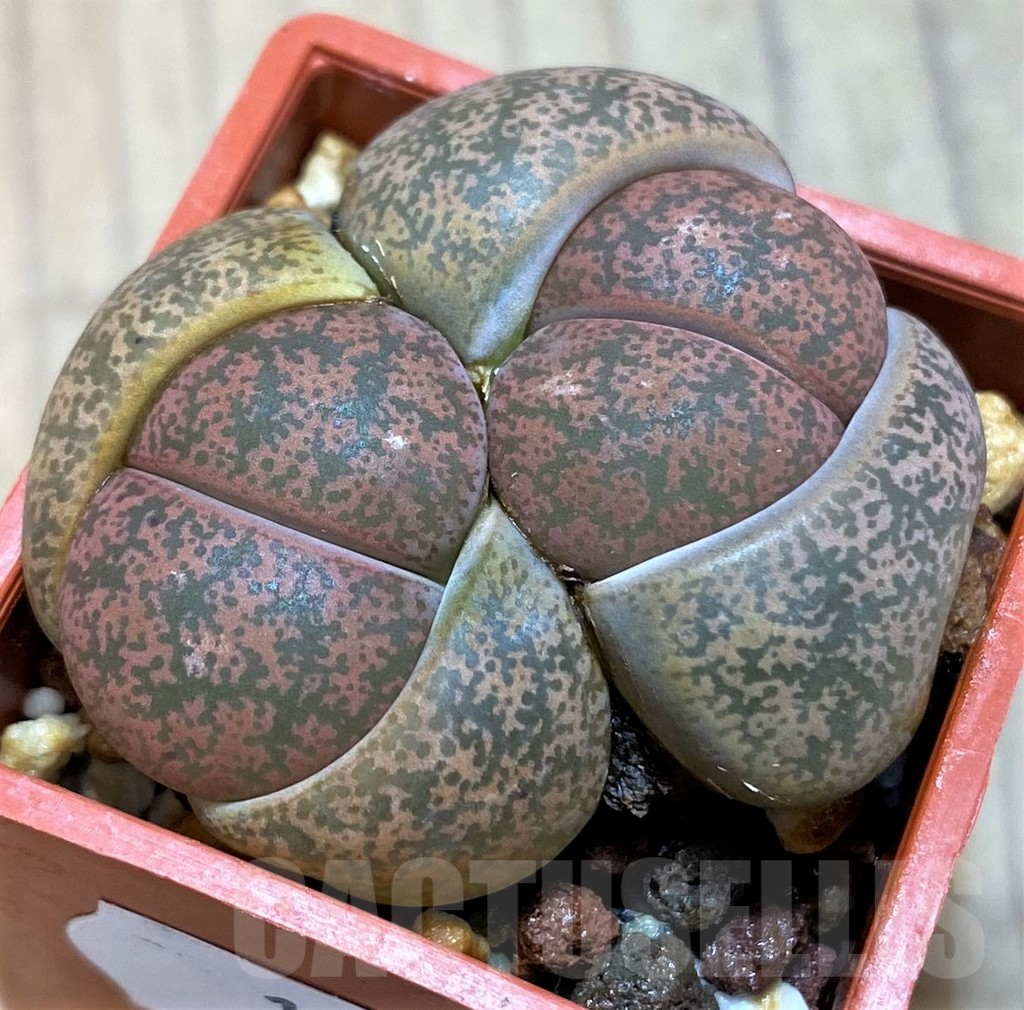 SH10708 Lithops lesliei v. rubrobrunnea C204