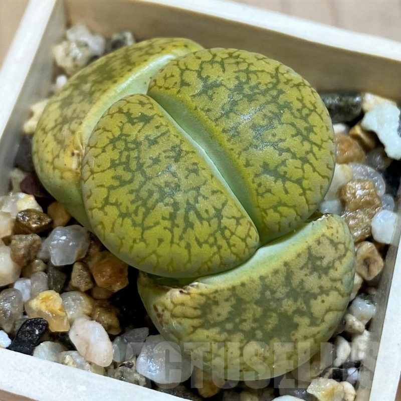 SH10710 Lithops aucampiae 'Jackson's Jade' C395