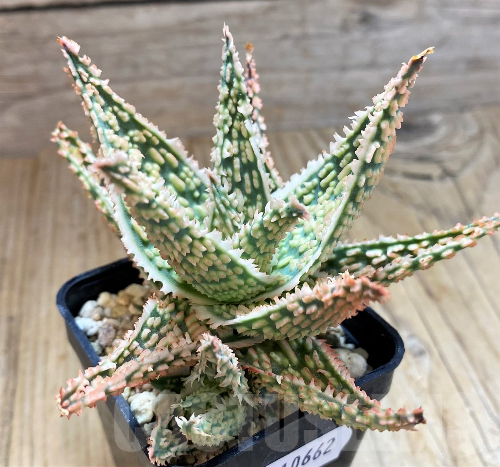 SH10662 Aloe TCT hybrid - Image 2