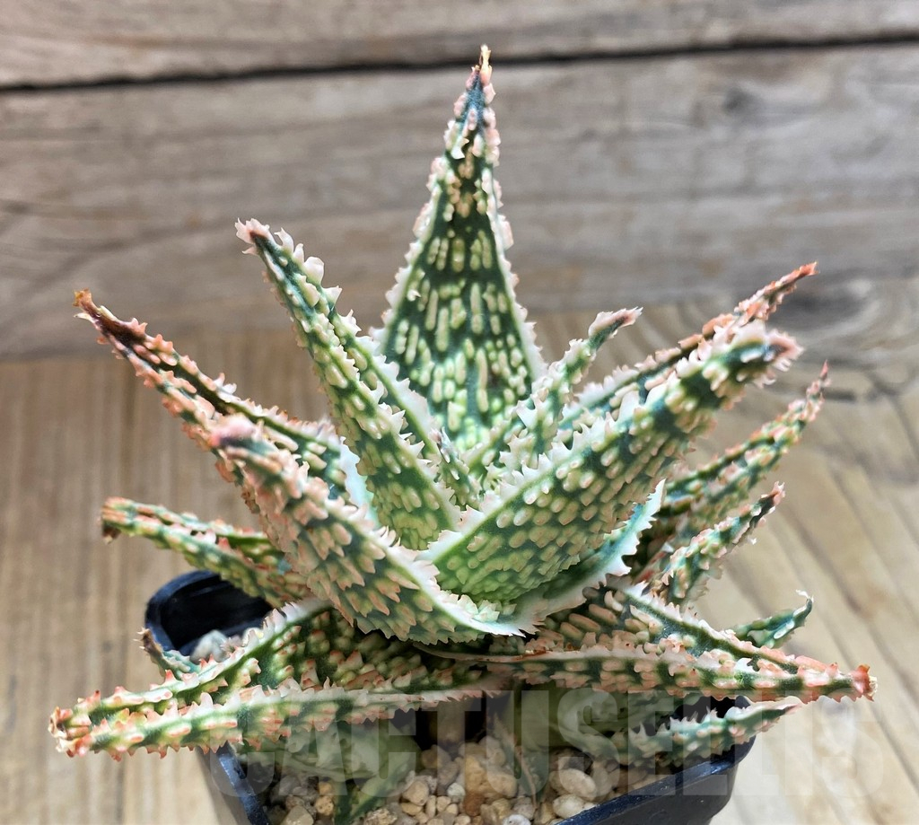 SH10662 Aloe TCT hybrid