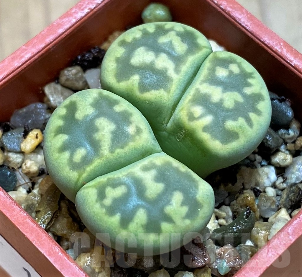 SH10717 Lithops bella 'Green vermilion'
