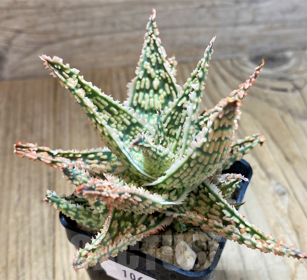 SH10662 Aloe TCT hybrid - Image 3