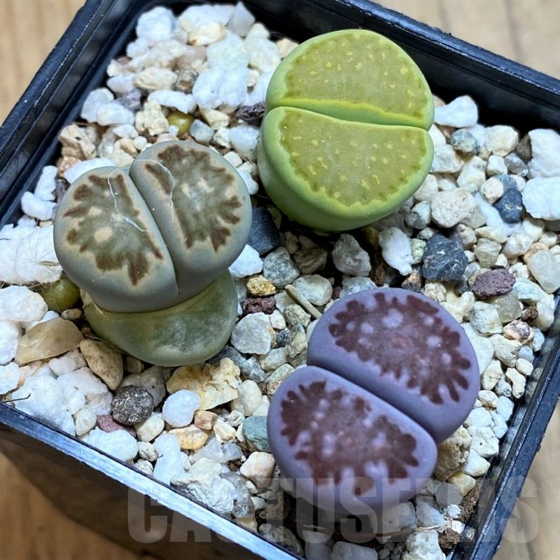 SH10724 Lithops mix