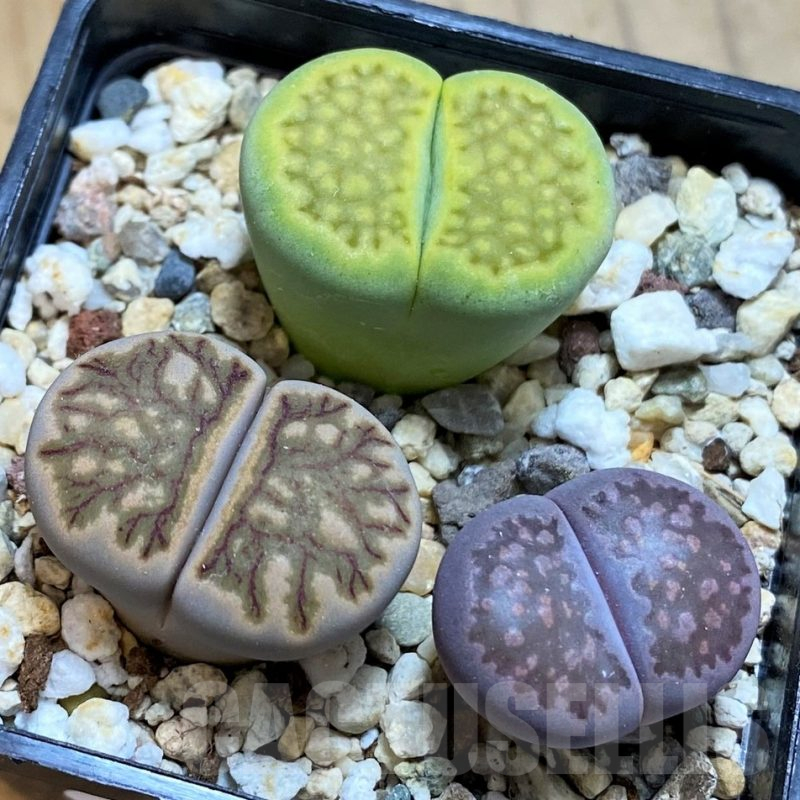 SH10725 Lithops mix