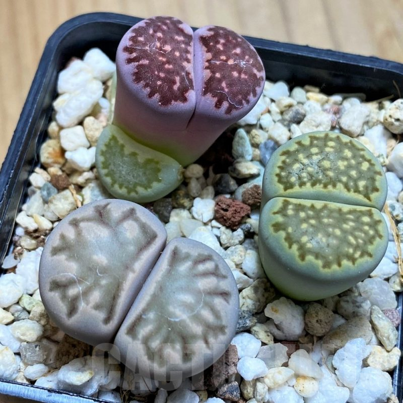 SH10726 Lithops mix