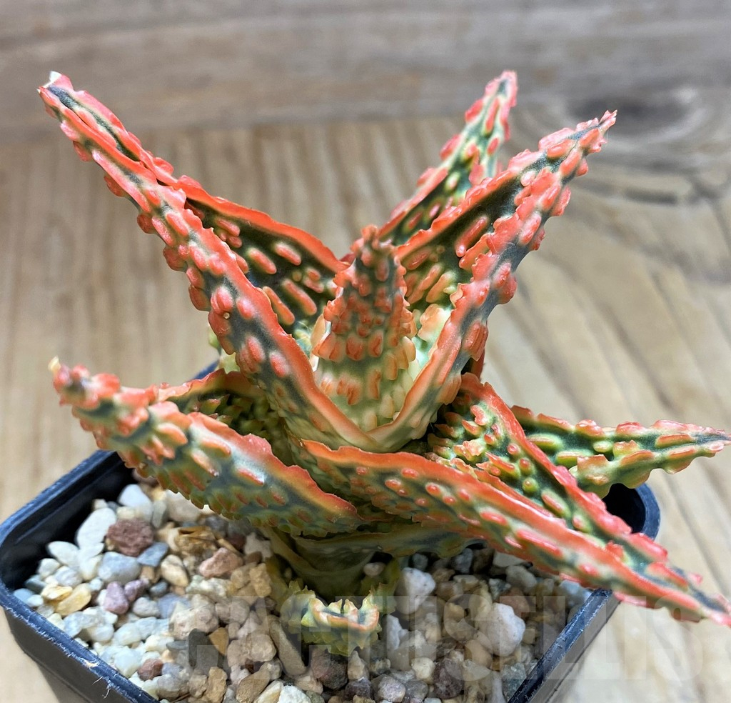 SH10663 Aloe TCT hybrid - immagine 3