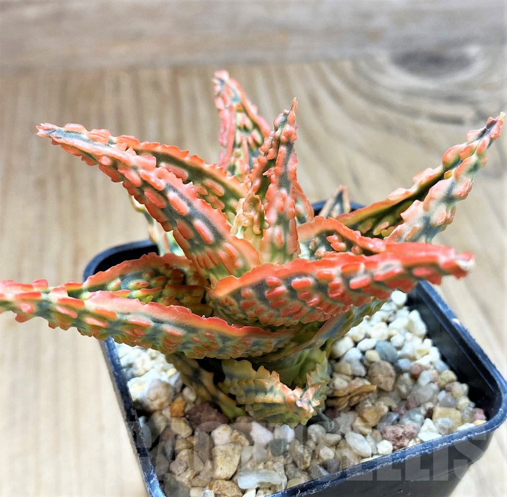 SH10663 Aloe TCT hybrid