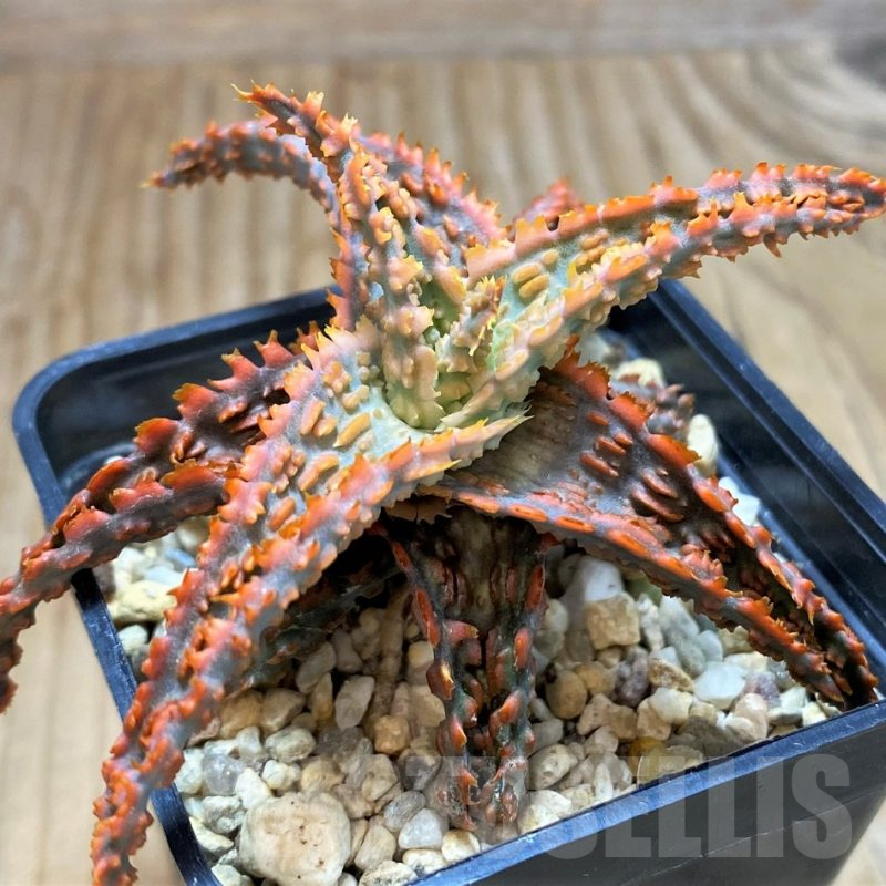 SH10658 Aloe TCT hybrid