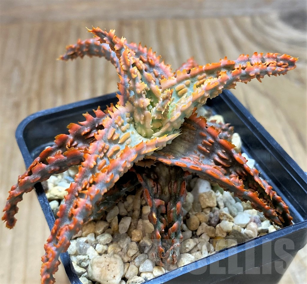 SH10658 Aloe TCT hybrid
