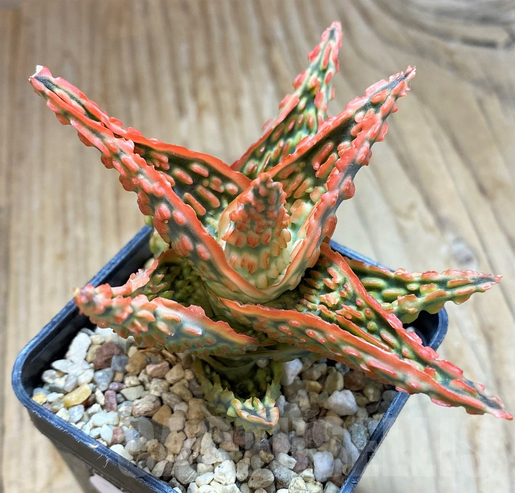 SH10663 Aloe TCT hybrid - immagine 2