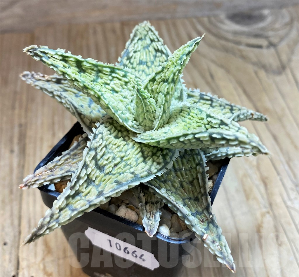 SH10664 Aloe TCT hybrid - Image 2