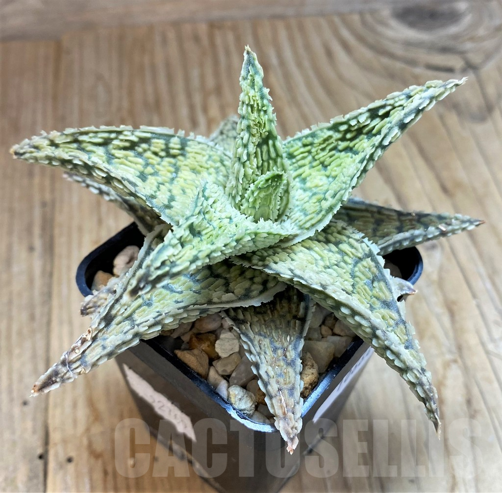 SH10664 Aloe TCT hybrid