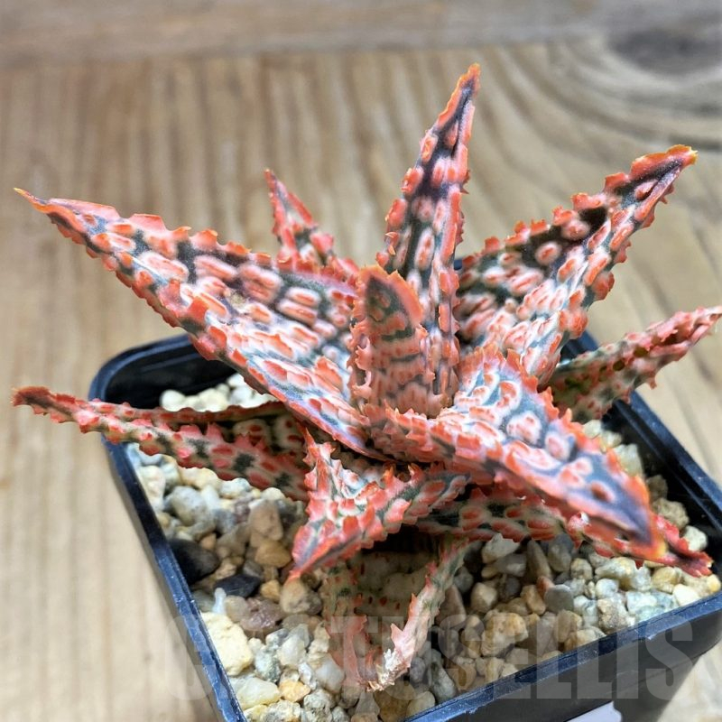 SH10665 Aloe TCT hybrid