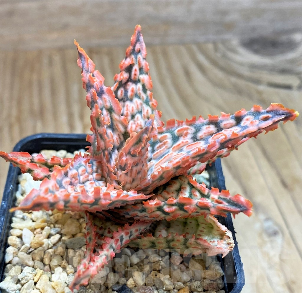 SH10665 Aloe TCT hybrid - Image 2