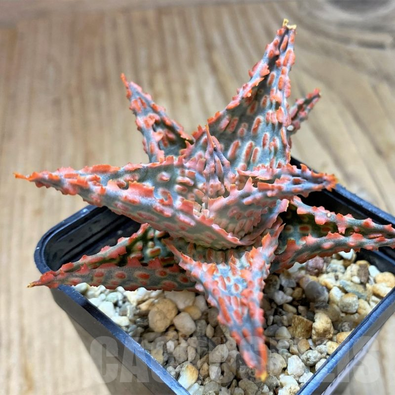 SH10666 Aloe TCT hybrid