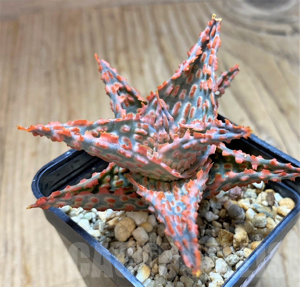 SH10666 Aloe TCT hybrid
