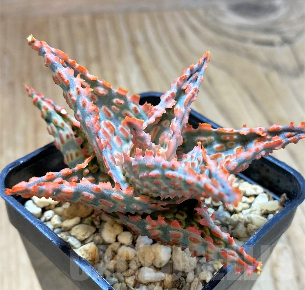 SH10666 Aloe TCT hybrid - immagine 2