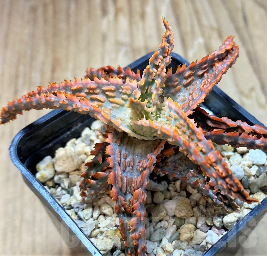 SH10658 Aloe TCT hybrid - Image 2