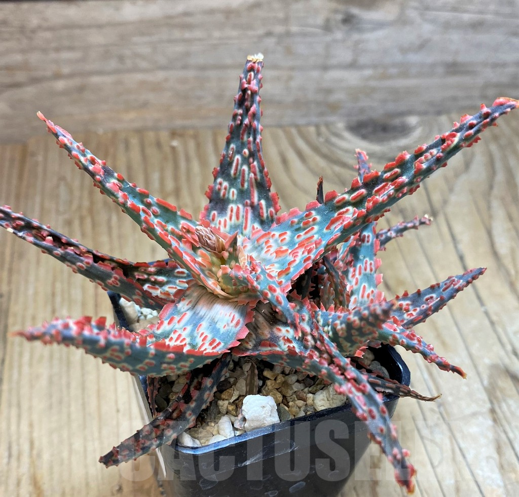 SH10667 Aloe TCT hybrid - Image 4