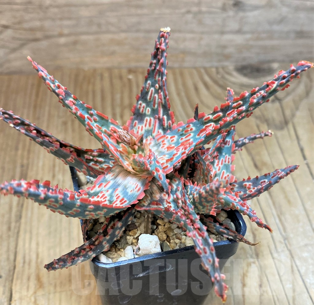 SH10667 Aloe TCT hybrid - Image 3