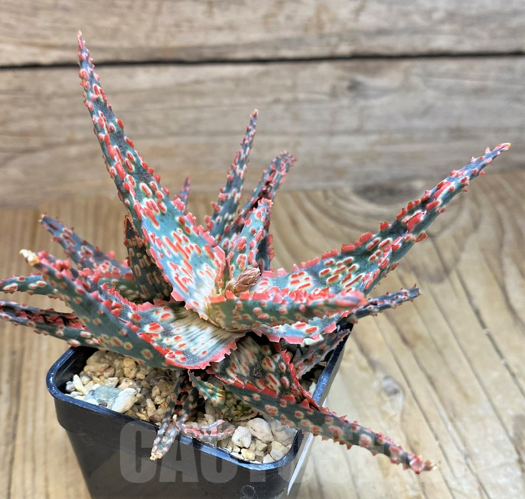 SH10667 Aloe TCT hybrid - Image 2