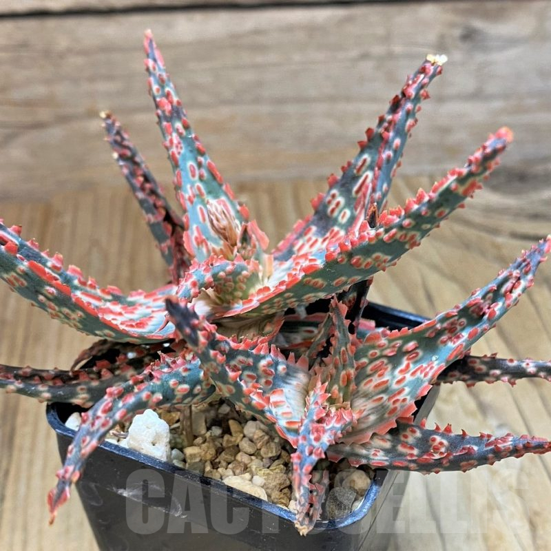 SH10667 Aloe TCT hybrid