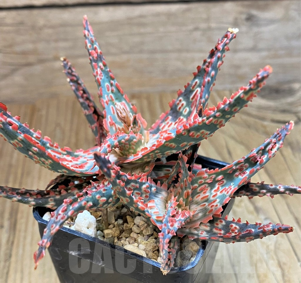 SH10667 Aloe TCT hybrid