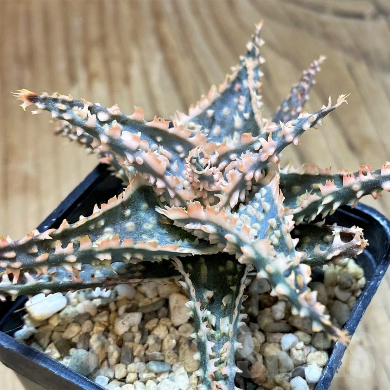 SH10668 Aloe TCT hybrid