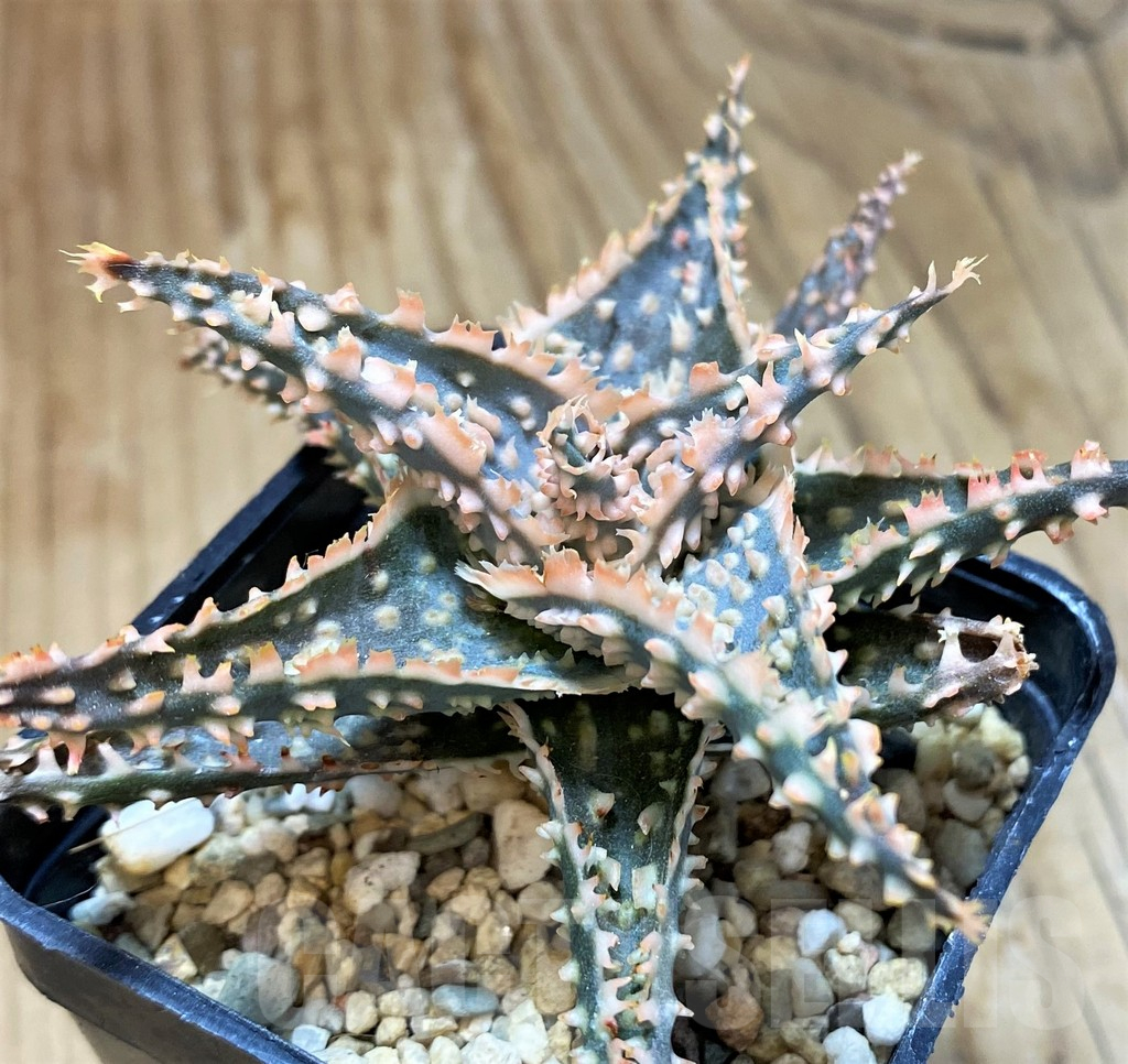 SH10668 Aloe TCT hybrid