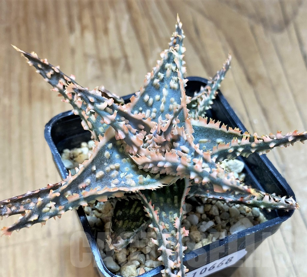 SH10668 Aloe TCT hybrid - Image 2