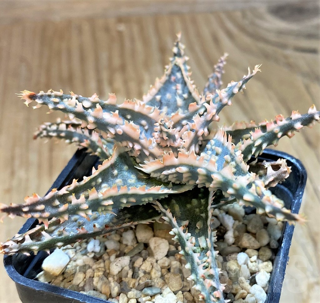 SH10668 Aloe TCT hybrid - Image 3