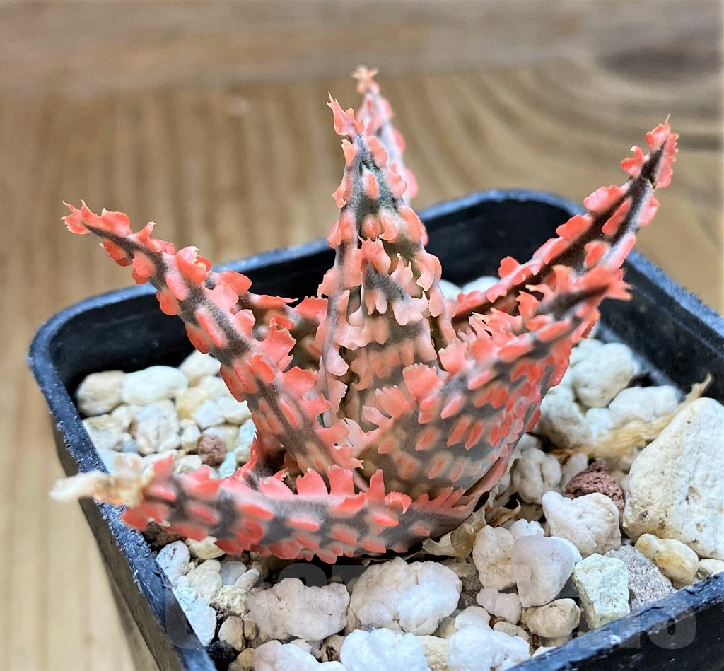 SH10669 Aloe TCT hybrid