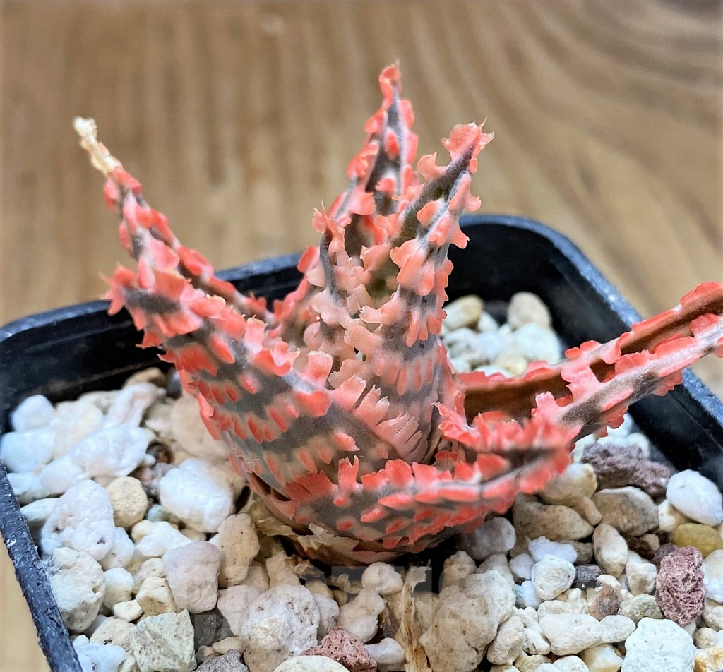 SH10669 Aloe TCT hybrid - Image 2