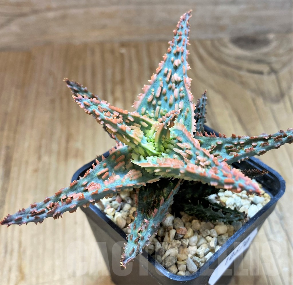 SH10670 Aloe TCT hybrid - 画像 (2)