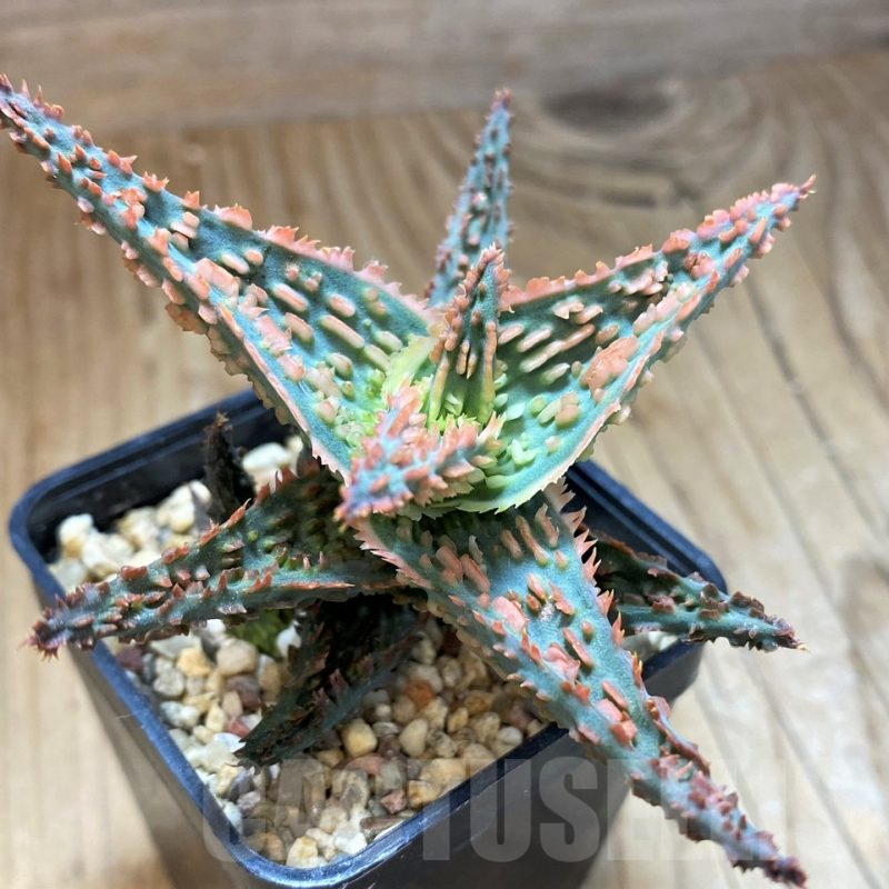 SH10670 Aloe TCT hybrid