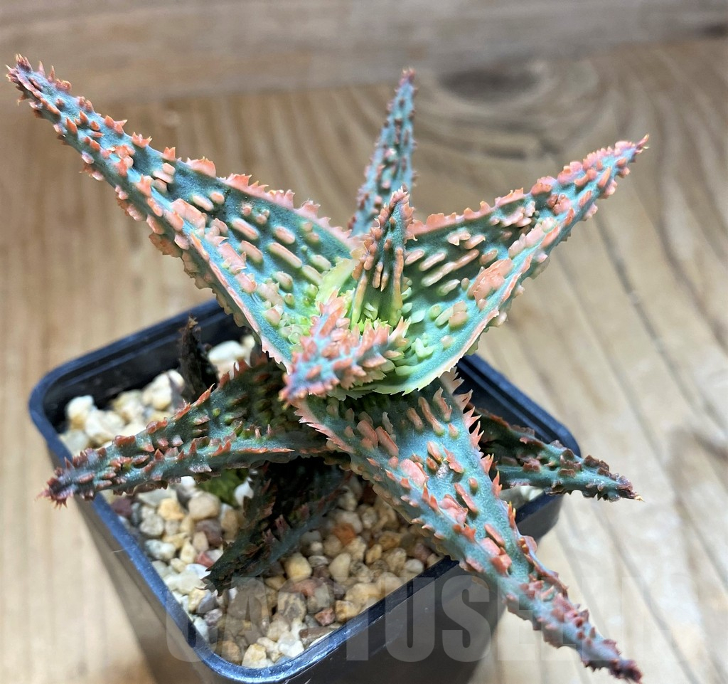 SH10670 Aloe TCT hybrid