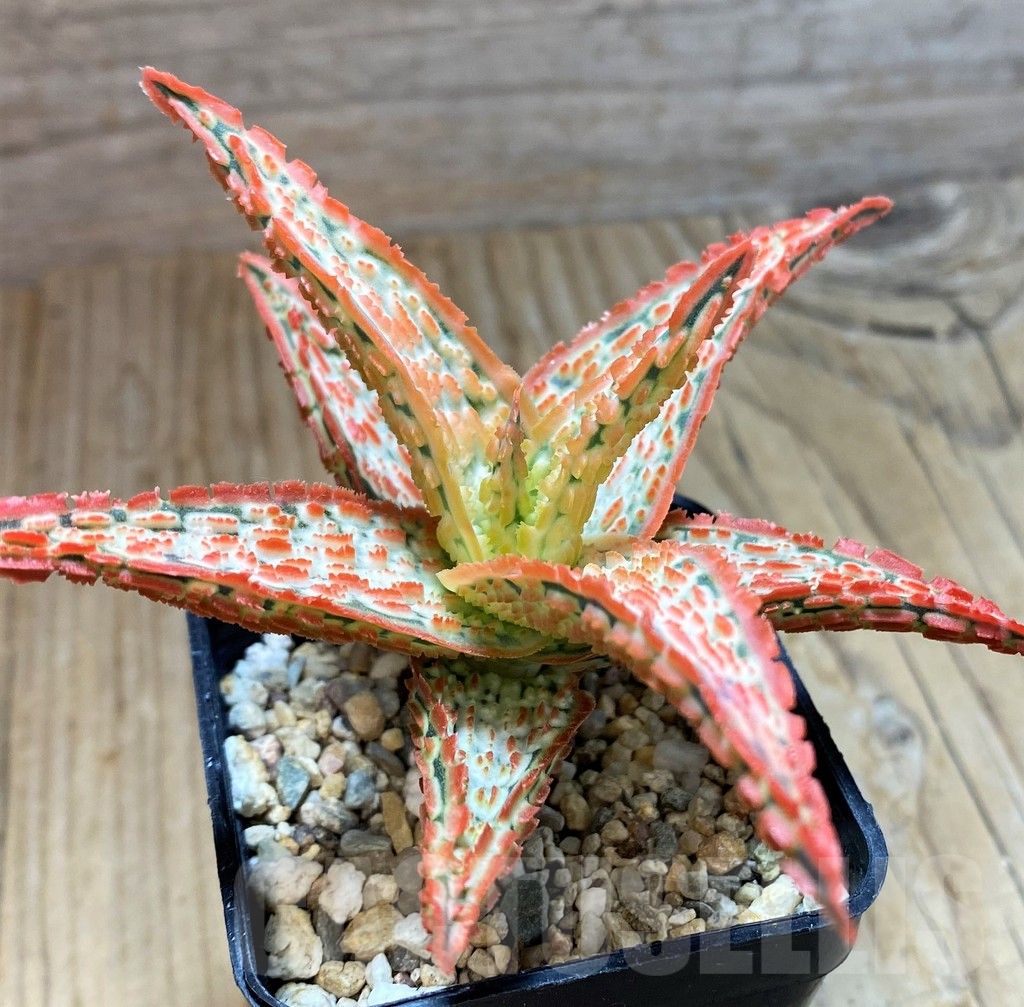 SH10659 Aloe TCT hybrid - Image 2
