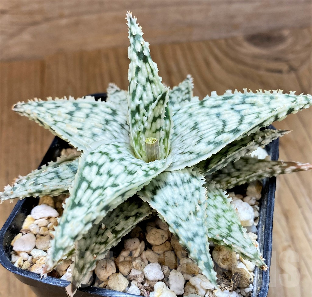 SH10673 Aloe 'Snowflake' - Image 3