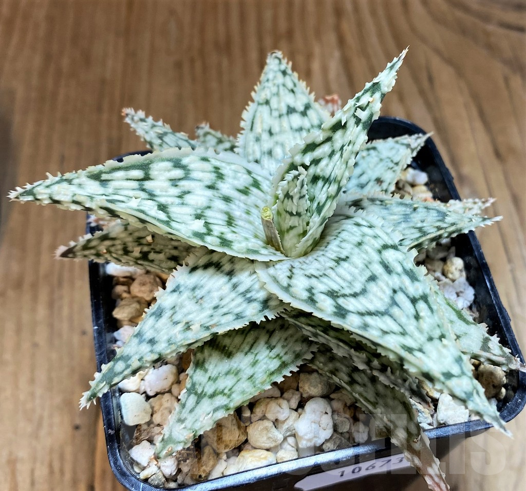 SH10673 Aloe 'Snowflake' - Image 2