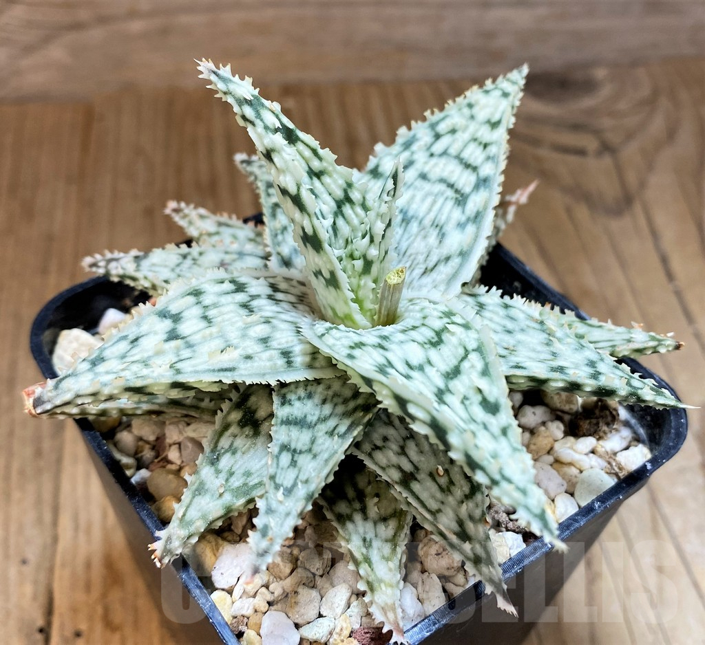 SH10673 Aloe 'Snowflake'