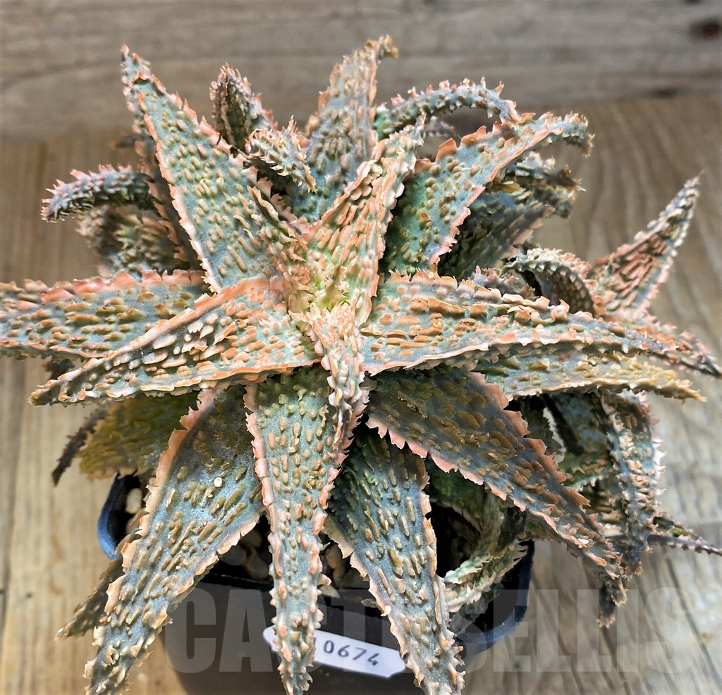 SH10674 Aloe TCT hybrid - Image 2