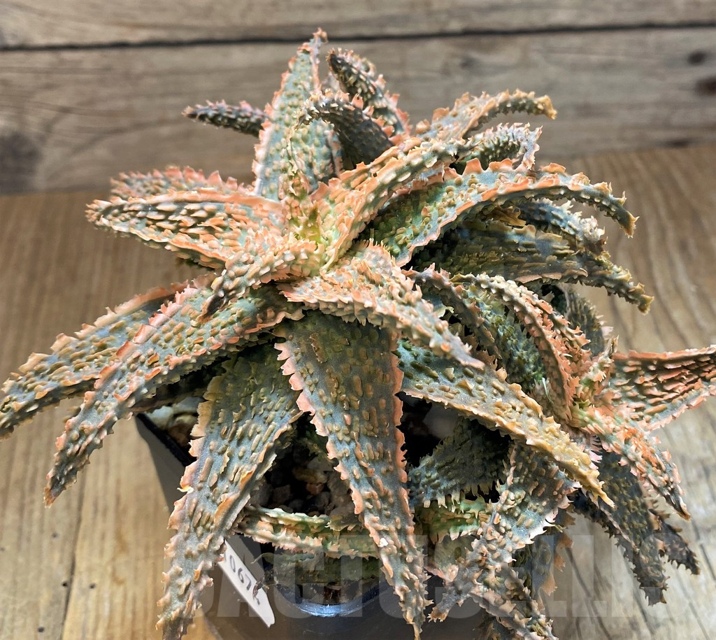 SH10674 Aloe TCT hybrid