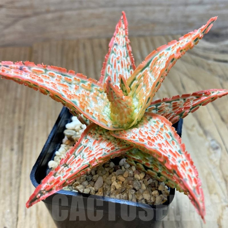 SH10659 Aloe TCT hybrid