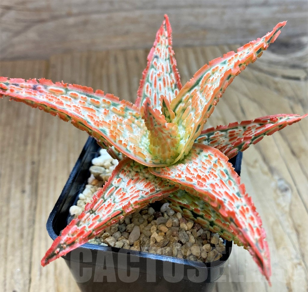 SH10659 Aloe TCT hybrid