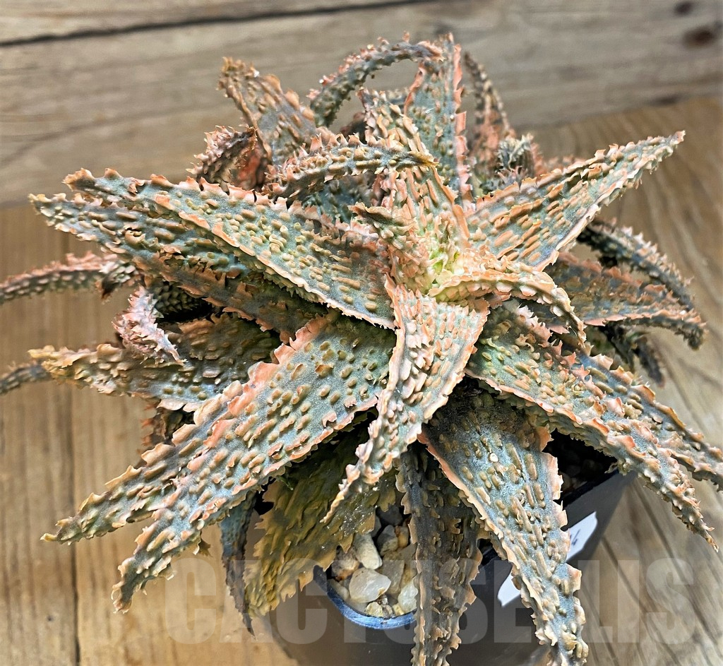 SH10674 Aloe TCT hybrid - Image 3