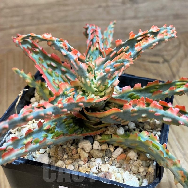 SH10675 Aloe TCT hybrid