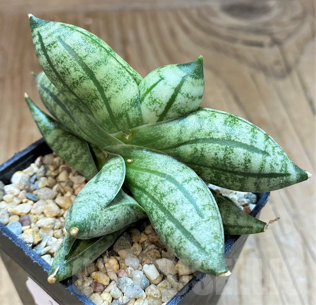 SH10676 Sansevieria 'Manee'