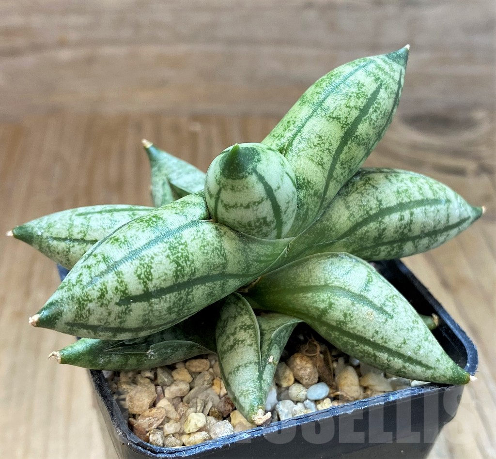 SH10676 Sansevieria 'Manee' - Image 2
