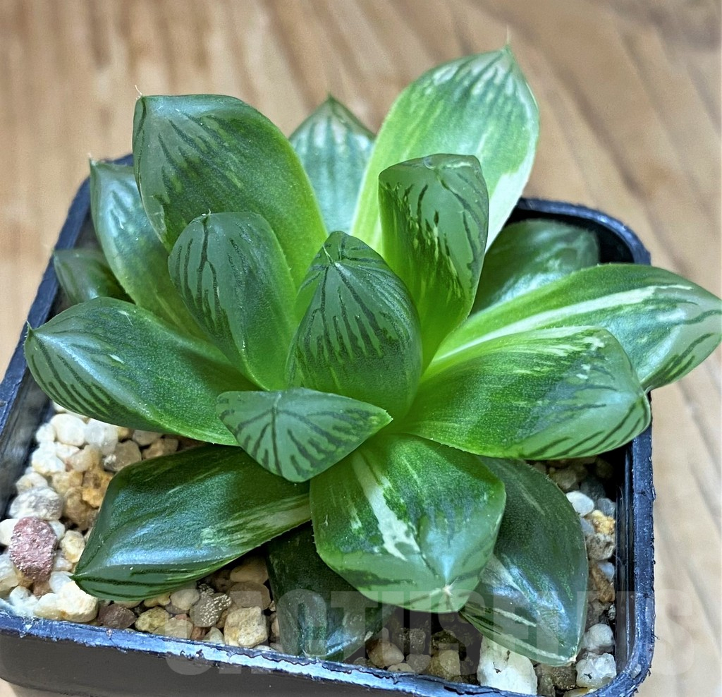 SH10678 Haworthia obtusa f. variegata
