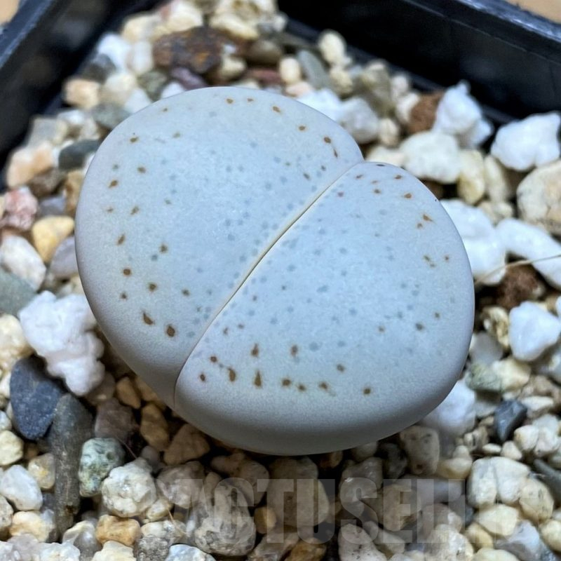 SH10690 Dinteranthus vanzylii